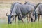 Blue Wildebeest - African Wildlife Background - Posture of Survivors