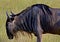 Blue wildebeest, Amboseli National Park, Kenya