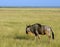 Blue wildebeest, Amboseli National Park, Kenya