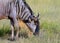 Blue wildebeest, Amboseli National Park, Kenya