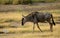 Blue wildebeest, Amboseli National Park, Kenya