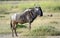 Blue wildebeest, Amboseli National Park, Kenya