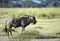 Blue wildebeest, Amboseli National Park, Kenya