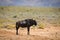 Blue wildebeest antelope in African savanna