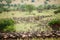 Blue wildebeest antelopes in the field