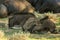 Blue Wildebeest babies Connochaetes taurinus laying in shade on green grass