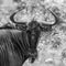 Blue wildebeest black and white portrait Connochaetes taurinus in the south African bush looking into the camera