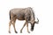 Blue Wildebeest Brindled Gnu isolated on white background