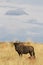 Blue wildebeest bull
