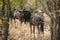 Blue wildebeest in the bush