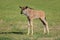 Blue wildebeest calf