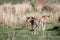 Blue wildebeest calves standing in the grass