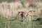 Blue wildebeest calves standing in the grass