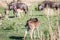 Blue wildebeest calves standing in the grass