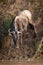 Blue wildebeest climbs down steep muddy riverbank