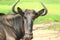 Blue Wildebeest, Common Wildebeest Connochaetes taurinus