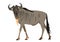 Blue wildebeest, Connochaetes taurinus