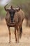 Blue Wildebeest (Connochaetes taurinus)