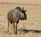 Blue wildebeest (Connochaetes taurinus)