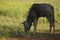 A blue wildebeest Connochaetes taurinus baby calmly feeding in wet green grassland