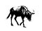 Blue wildebeest - Connochaetes taurinus, black and white vector