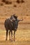 A blue wildebeest Connochaetes taurinus calmly staying in dry grassland