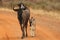 Blue Wildebeest Connochaetes taurinus family, mother with baby. Mother love.