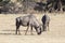 Blue Wildebeest Connochaetes taurinus grazing, Kgalagadi Transfrontier park, Nothern Cape, kalahari, South