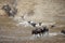 Blue Wildebeest, connochaetes taurinus, Herd migrating, Crossing Mara River, Masai Mara Park in Kenya