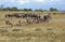 BLUE WILDEBEEST connochaetes taurinus, HERD MIGRATING, MASAI MARA PARK, KENYA