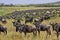 Blue Wildebeest, connochaetes taurinus, Herd migrating, Masai Mara Park in Kenya