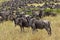 Blue Wildebeest, connochaetes taurinus, Herd Migrating, Masai Mara Park in Kenya