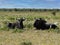 Blue Wildebeest, Connochaetes taurinus, lie in mature grass. Namibia