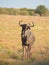 Blue wildebeest, Connochaetes taurinus. Madikwe Game Reserve, South Africa