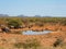 Blue wildebeest, Connochaetes taurinus. Madikwe Game Reserve, South Africa