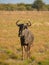 Blue wildebeest, Connochaetes taurinus. Madikwe Game Reserve, South Africa