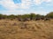 Blue wildebeest, Connochaetes taurinus. Madikwe Game Reserve, South Africa