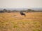 Blue wildebeest, Connochaetes taurinus. Madikwe Game Reserve, South Africa