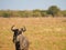 Blue wildebeest, Connochaetes taurinus. Madikwe Game Reserve, South Africa
