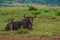 Blue wildebeest, Connochaetes taurinus sitting and relaxing in South Africa game reserve