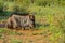 Blue wildebeest, Connochaetes taurinus sitting and relaxing in South Africa game reserve