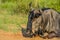 Blue wildebeest, Connochaetes taurinus sitting and relaxing in South Africa game reserve