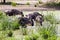 Blue wildebeest Connochaetes taurinus in the water