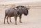 Blue Wildebeest couple in the Kalahari