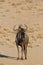 Blue Wildebeest couple in the Kalahari