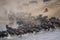 Blue wildebeest cross river in dust cloud