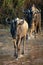 Blue wildebeest crosses stream followed by another