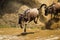 Blue Wildebeest crossing the Mara River during the annual migration