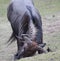 Blue wildebeest digging