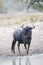 Blue wildebeest drinking from water hole